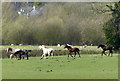 Horses near Leire