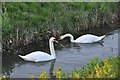 West Somerset : Swans & Stream