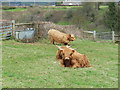 Cattle at Middleyard