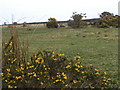 Gorse bushes in flower on the moor