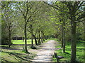 Tree lined path by Common Pond