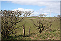 Hawthorn Hedge