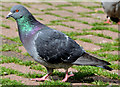 J3374 : Feral pigeons, Belfast (2013-2) by Albert Bridge