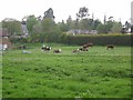 SU8434 : Cows in a field by David960