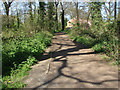 Wood by the railway line