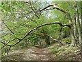 Overarching beech trees, Aldbury Nowers