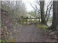 The Cotswold Way at Coaley Wood