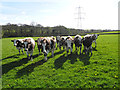 Inquisitive cattle in a field near Newton Tracey