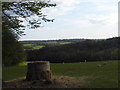 Field and woods by Barden Road