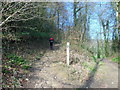 The Cotswold Way in Cockshoot Wood