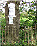 TG3507 : Notices on tree beside Wood Lane by Evelyn Simak