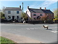 A jaywalking sheep, Bream