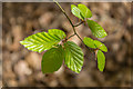 TQ2898 : Young Beech Leaves, Trent Park, Cockfosters by Christine Matthews