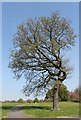 SK3690 : A Royal tree in Firth Park by Dave Pickersgill
