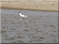 NZ2894 : Avocet at Cresswell Pools Nature Reserve by Les Hull