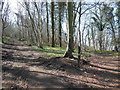 The Cotswold Way at Brackenbury Ditches