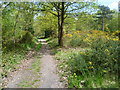 Gorse alongside the Green Chain Walk on Bostall Heath