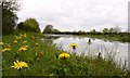 Dandelions by the canal