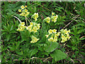 TL6233 : Oxlip (Primula elatior) in West Wood by Roger Jones