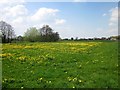 Field of Dandelions at Trevalyn