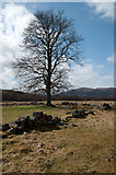 NH5192 : Tree with ruined walls by Trevor Littlewood