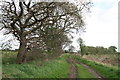 Oak trees along Fishings Lane