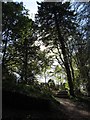 Woodland walk at the Welsh Mountain Zoo