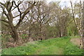 Tree-lined track: Fishings Lane