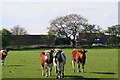 SE7507 : Cattle grazing between the River Torne and the industrial estate on Sandtoft airfield by Chris