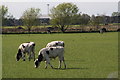 SE7507 : Cattle grazing between the River Torne and Sandtoft Aerodrome by Chris