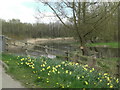 River Avon downstream from Figheldean Bridge