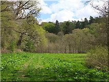 SE6575 : Temple Bank Wood by Andrew Whale