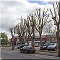 Pollarded Trees on Meriden Avenue