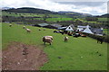 Sheep near Trallong