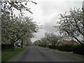 White May blossom lined Thornton Road, Goxhill