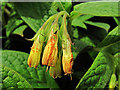 Comfrey