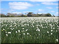 SW7147 : Field of narcissi at Mount Hawke by Rod Allday