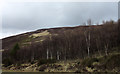 NH8424 : Birch trees with rising mountain slope near to Slochd by Trevor Littlewood