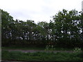 ST2727 : Trees beside the A38, Walford Gate by JThomas