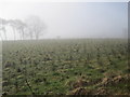 Conifer Plantation