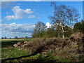 Field and trees near Bitteswell Hall