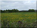 Farmland, Yewtree Farm