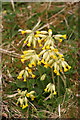 Cowslips at Fir Hill Quarry