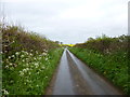 Witchampton, country lane