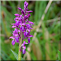 Orchid near Aghalee