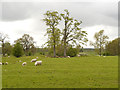 Sheep Pasture, Nether Alderley