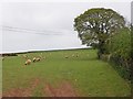 ST0737 : Grazing sheep , near Combecross Lane by Roger Cornfoot