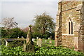 19th century grave nestling among the coltsfoot