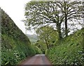 ST0737 : Road down to Monksilver by Roger Cornfoot