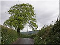 Isolated tree, on Ashbeer Hill